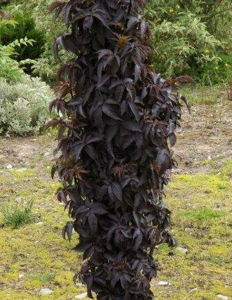 Bez černá/Black Tower/ sloupovitá, 30/40 cm, v květináči 3 litre Sambucus nigra